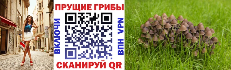 МЕГА сайт  Калач-на-Дону  Псилоцибиновые грибы мицелий  купить наркотик 